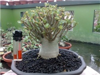 f2546cc2-Adenium 5.jpg